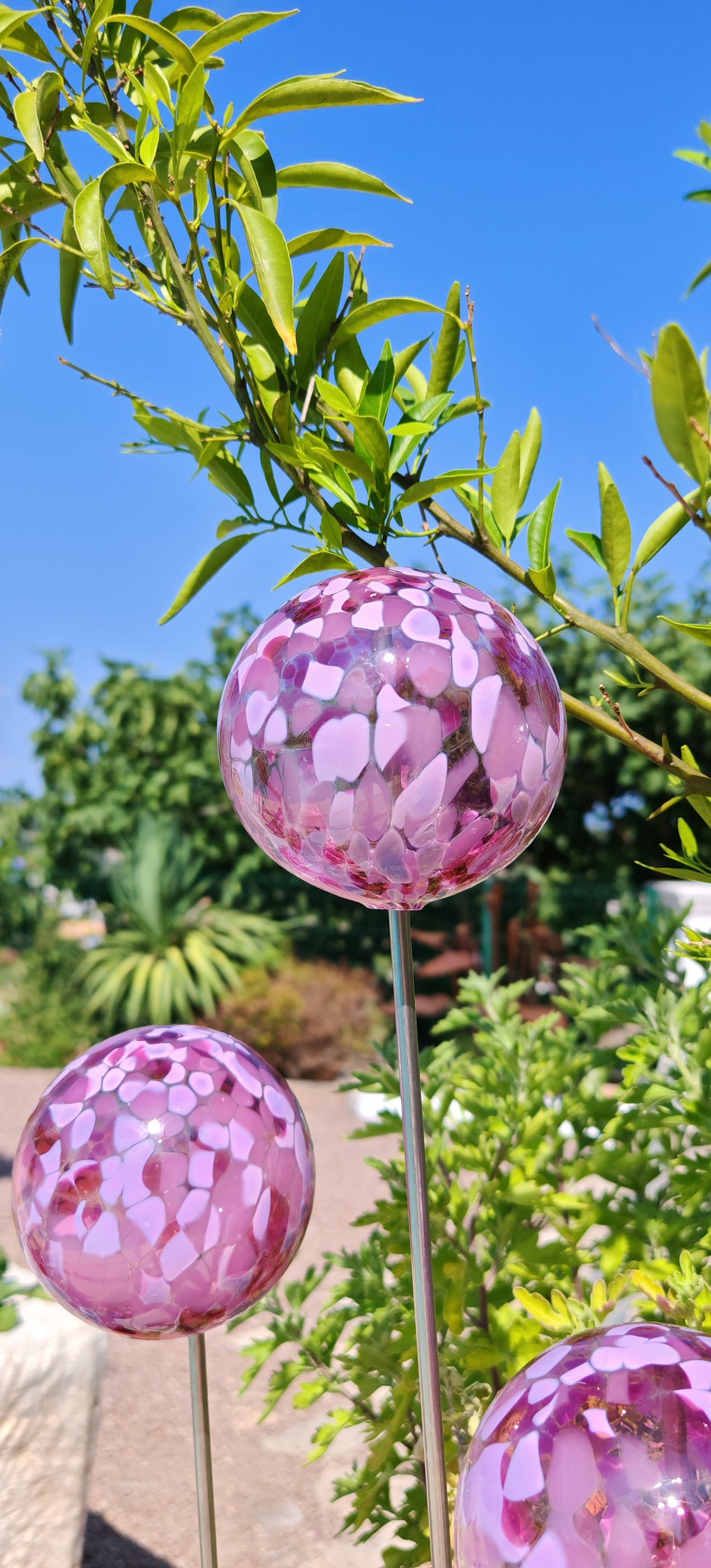 Rose Mélange