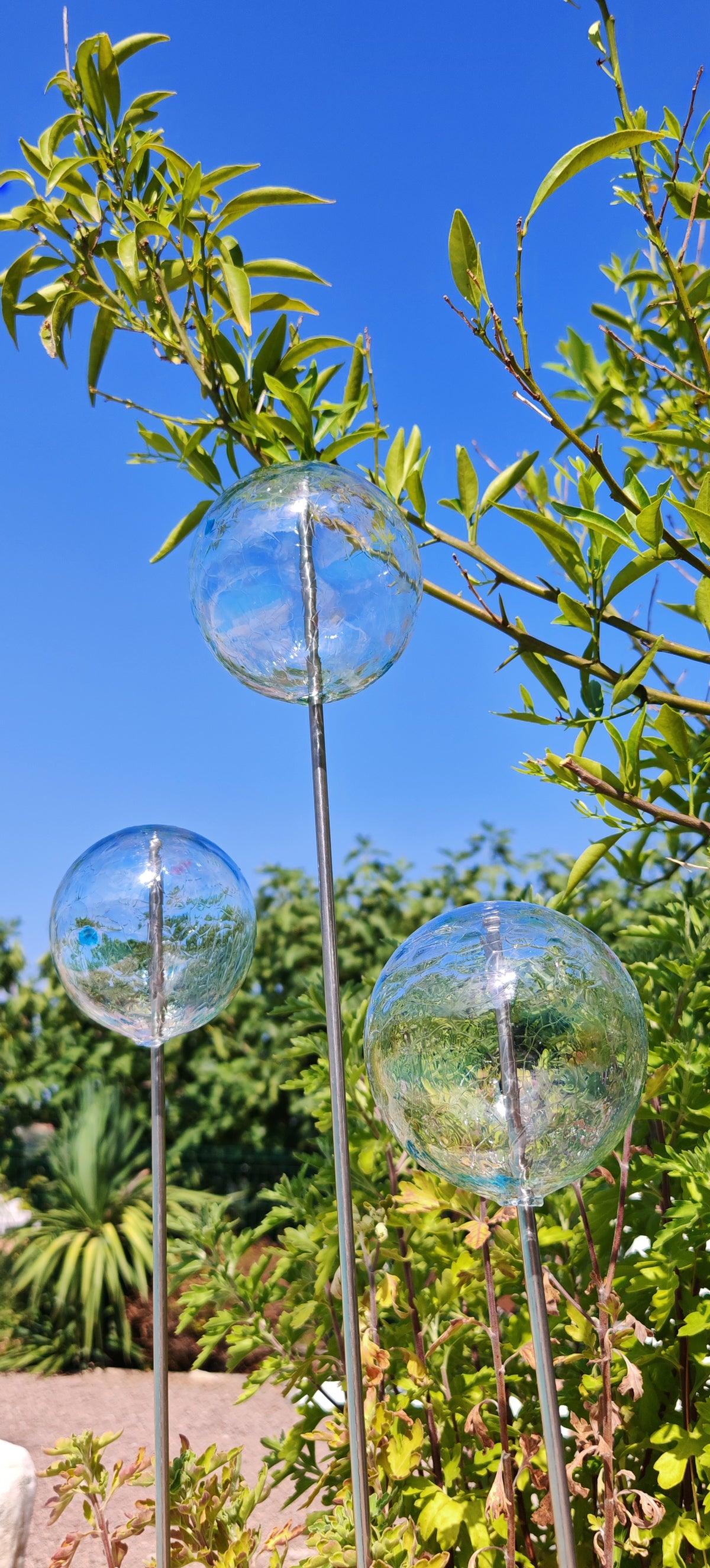 Transparent